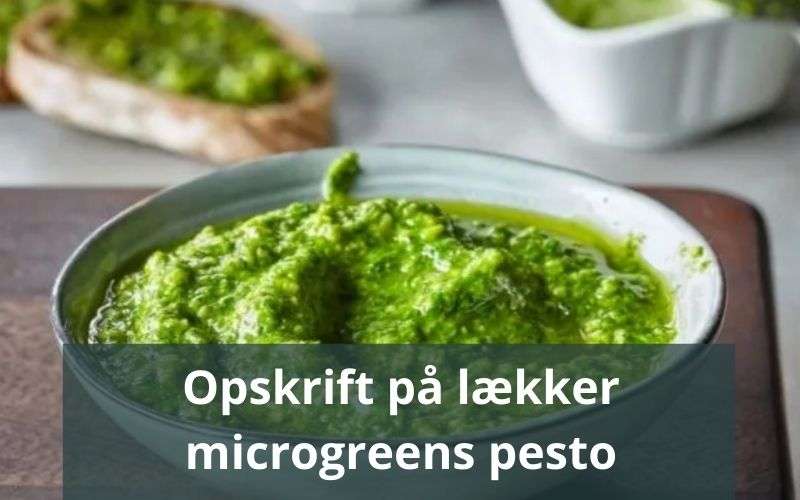 microgreens pesto opskrift