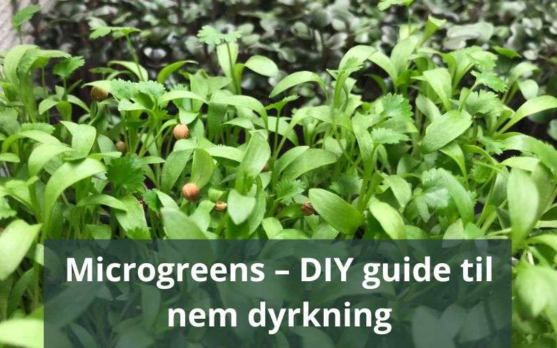 microgreens diy guide