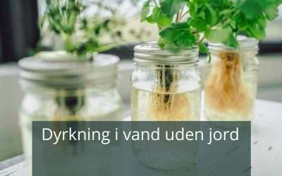 Dyrk planter i vand uden jord – hvordan gør man?