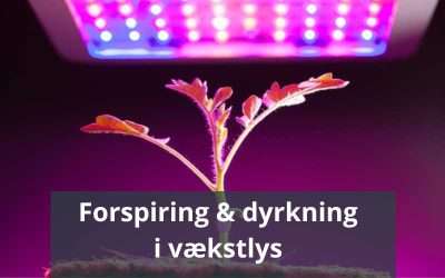 Vækstlys til forspiring og dyrkning – sådan gør du