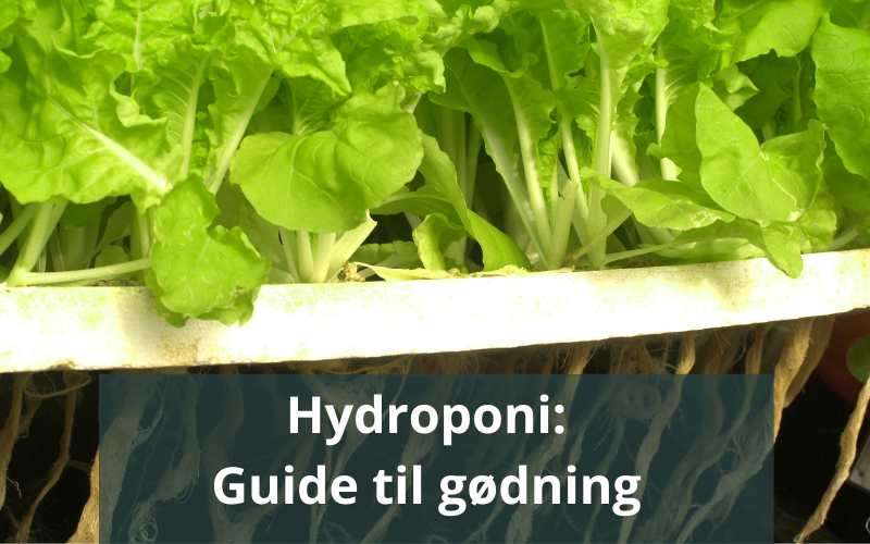 Guide til hydroponisk gødning