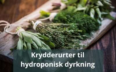 10 krydderurter, du kan dyrke hydroponisk året rundt