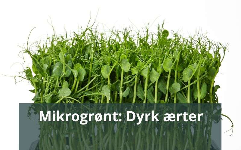 mikrogrønt dyrk ærter
